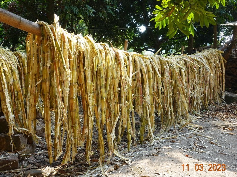 甘蔗与土法制糖