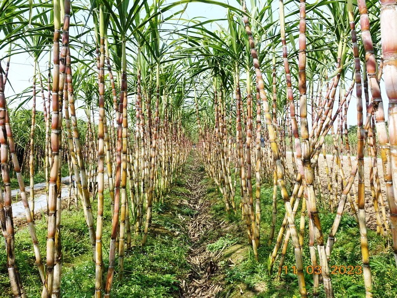 甘蔗与土法制糖