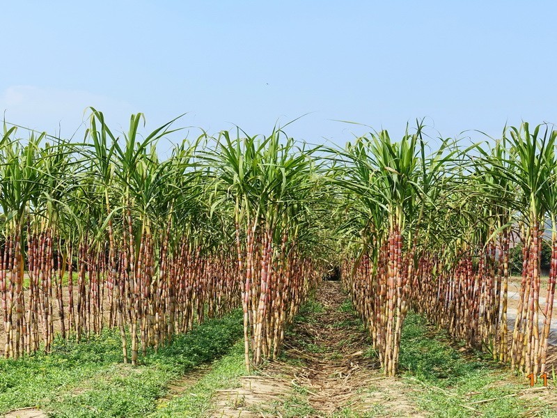 甘蔗与土法制糖