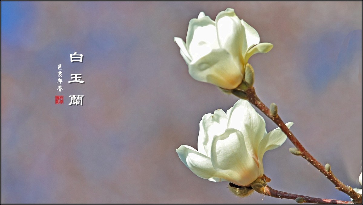 洁白无瑕白玉兰