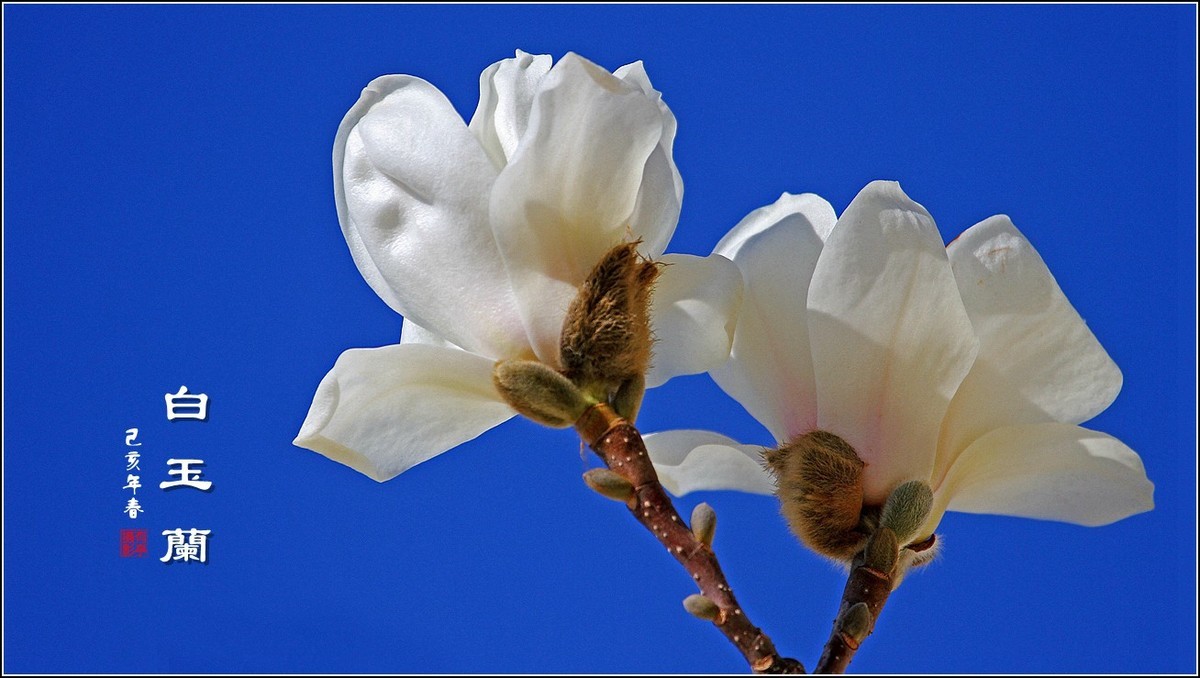 洁白无瑕白玉兰