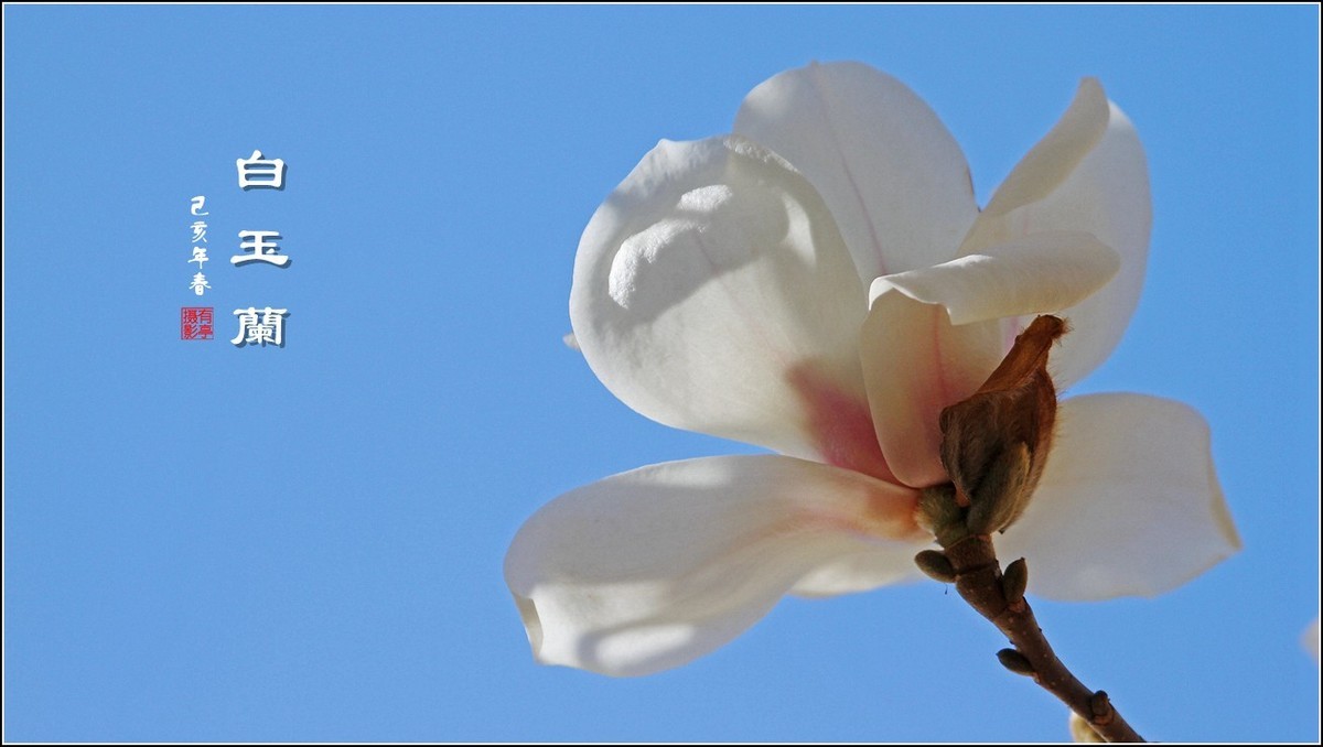 洁白无瑕白玉兰