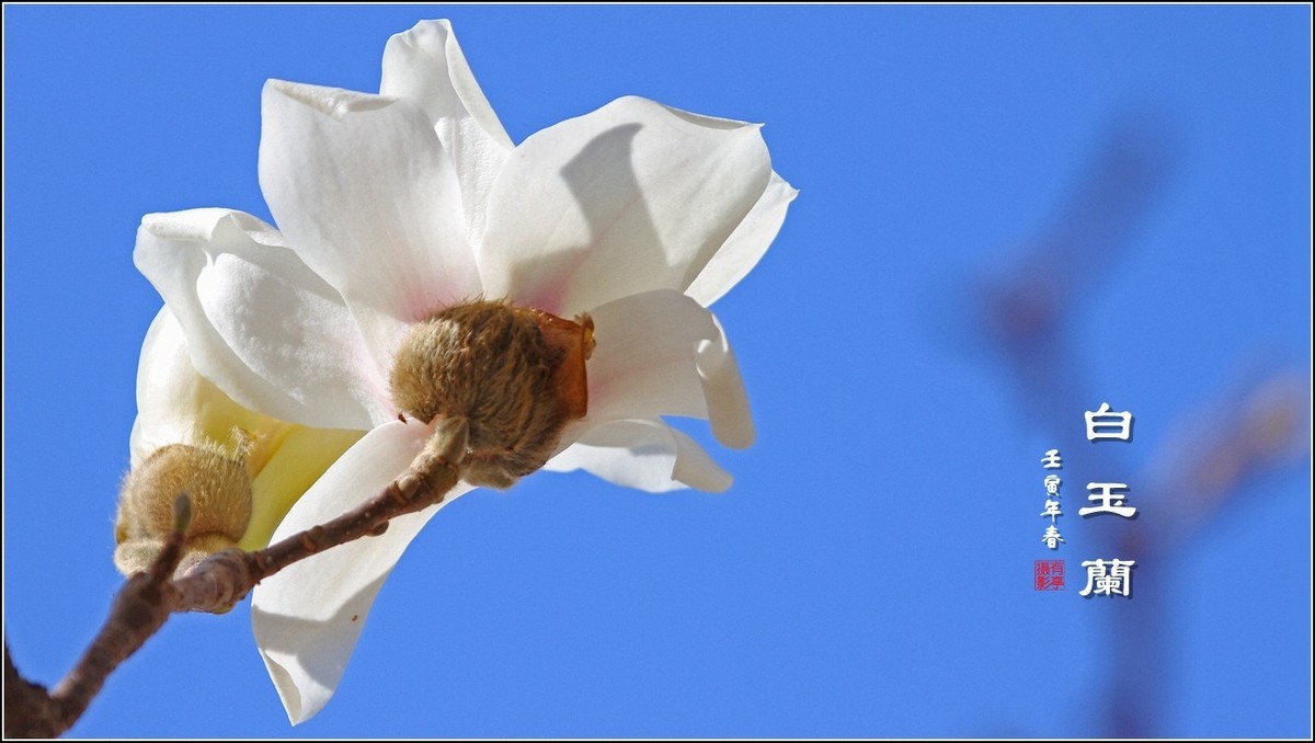 洁白无瑕白玉兰