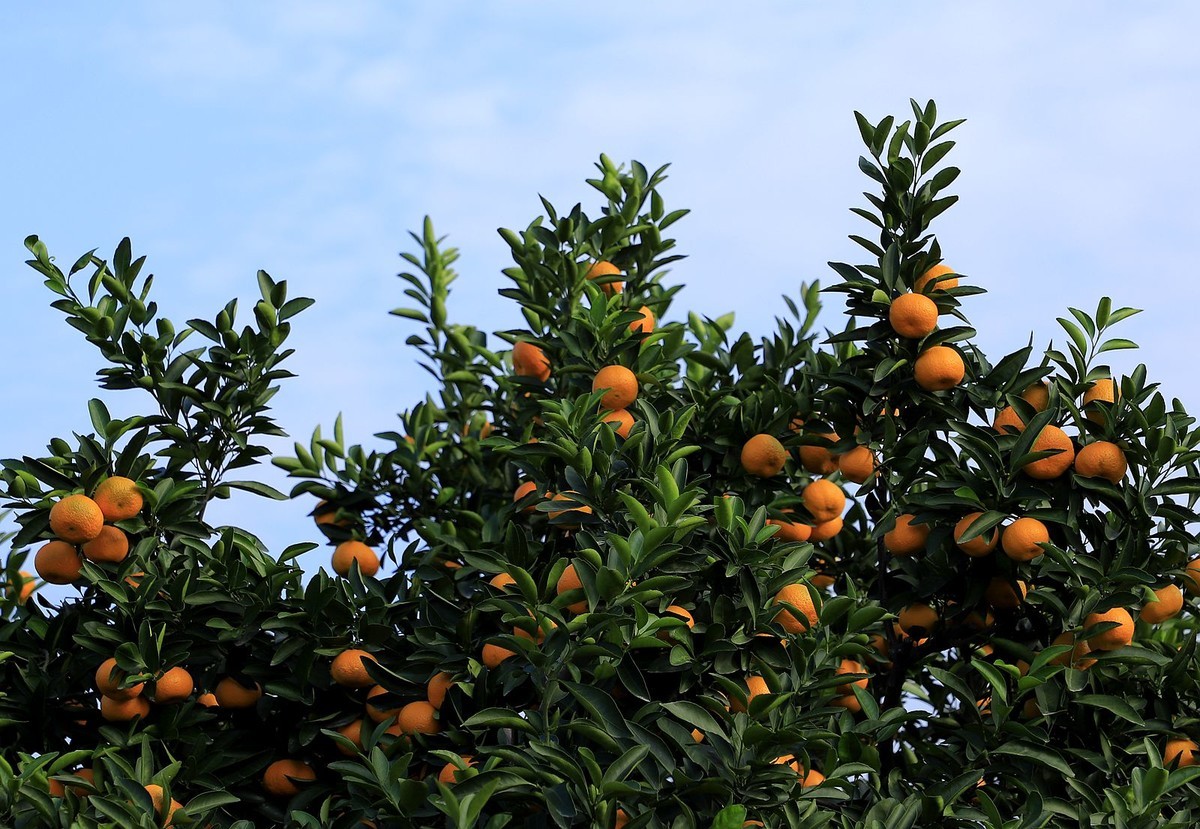 黄岩蜜桔园(2)-中关村在线摄影论坛