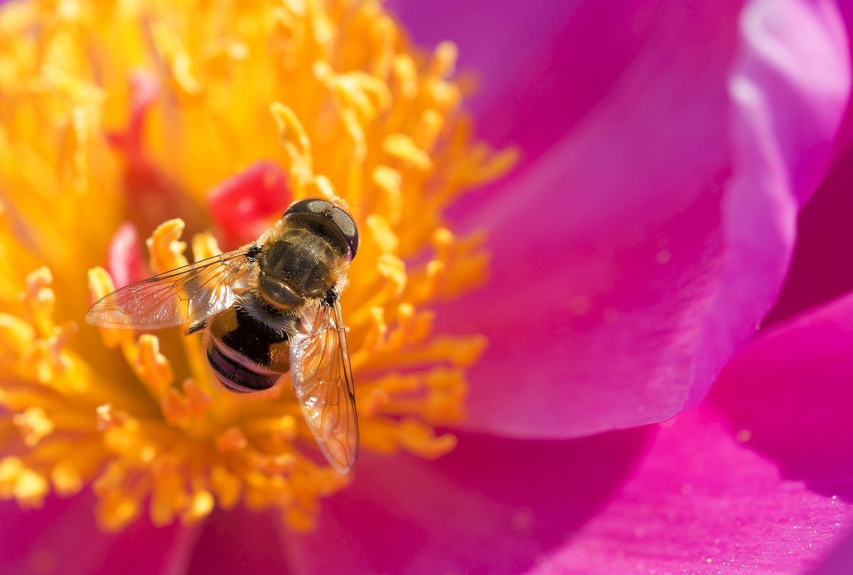蜜蜂-中关村在线摄影论坛