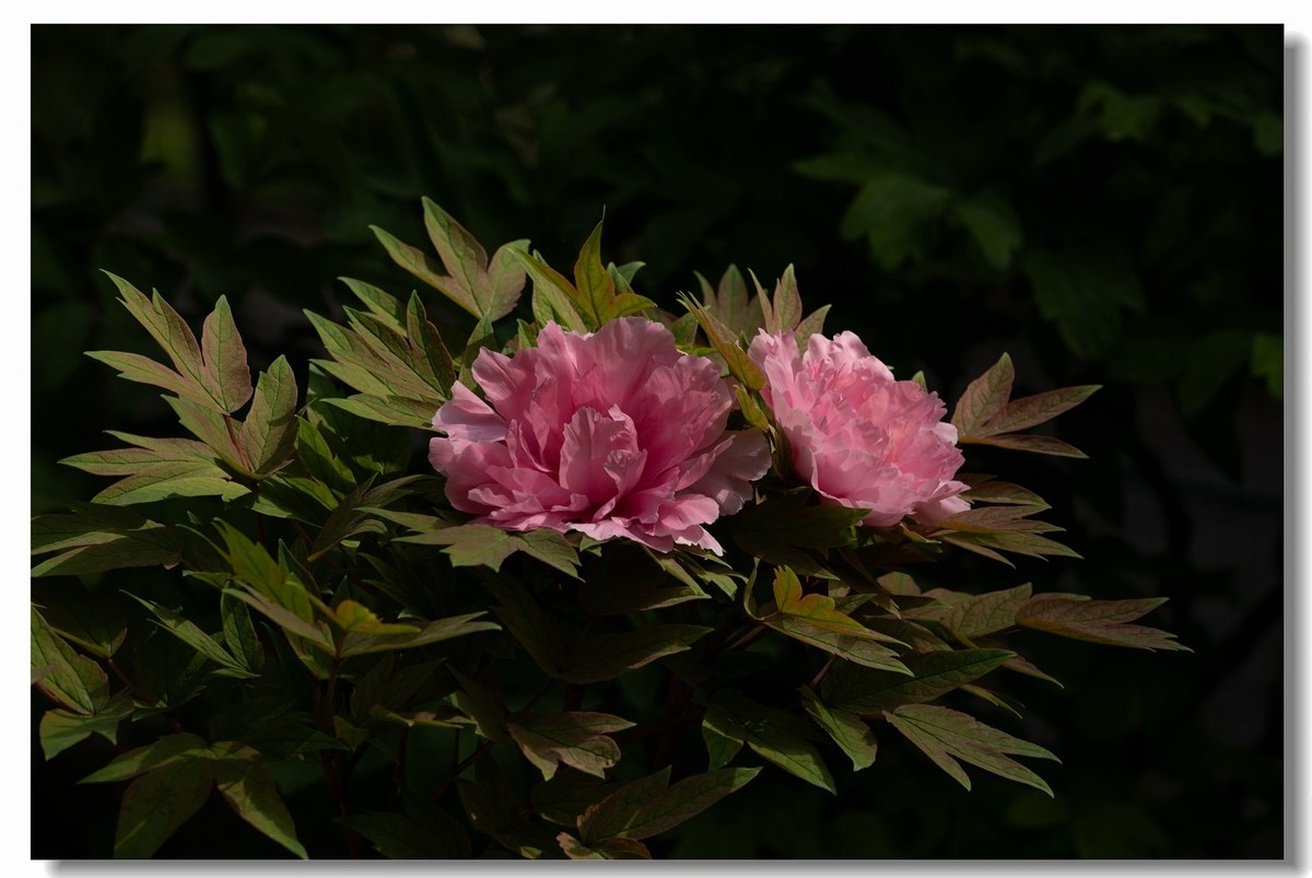 景山牡丹太美了！花开时节动京城！