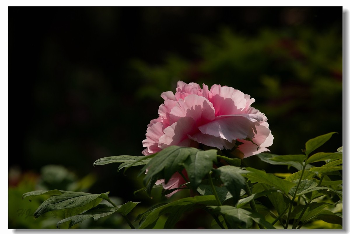 景山牡丹太美了！花开时节动京城！