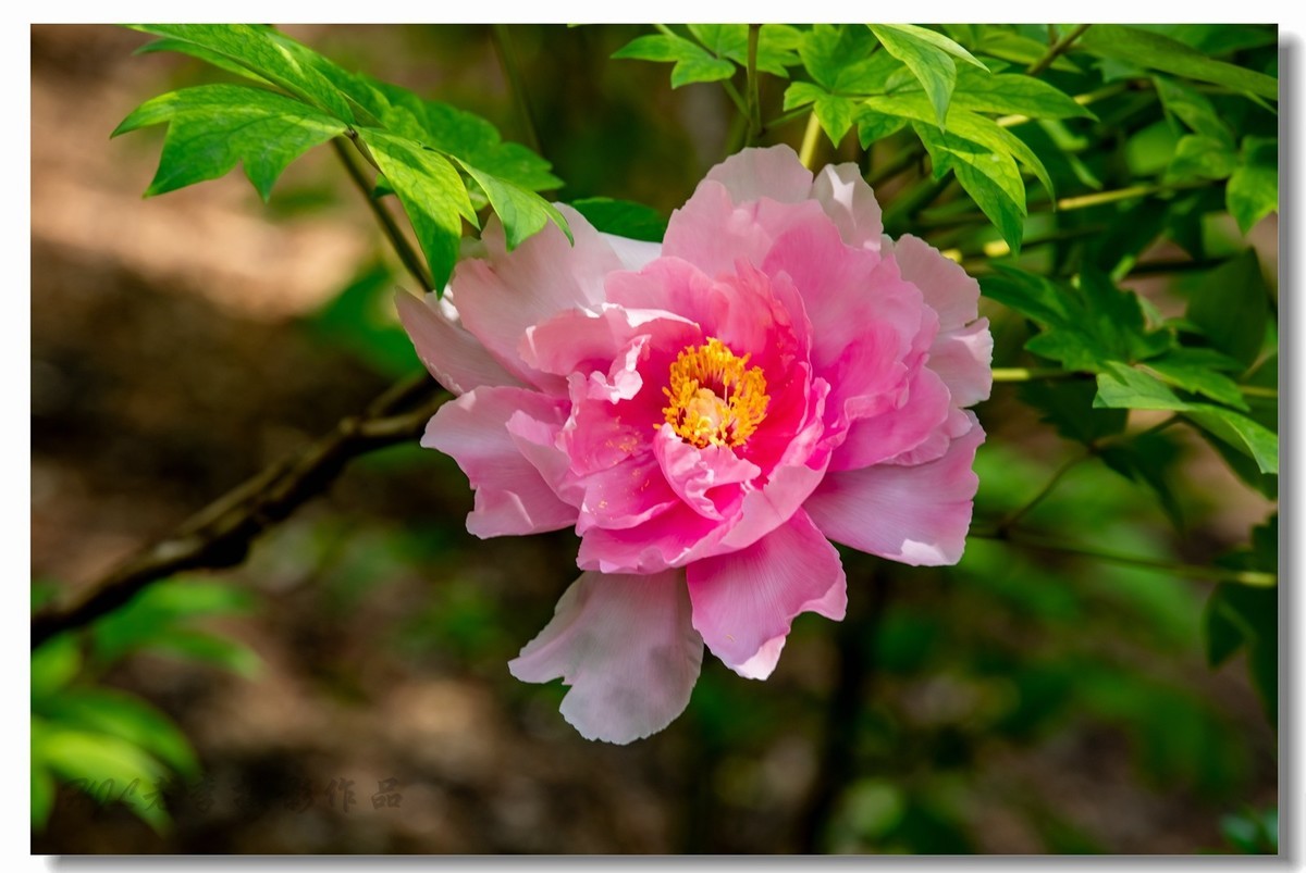 景山牡丹太美了！花开时节动京城！