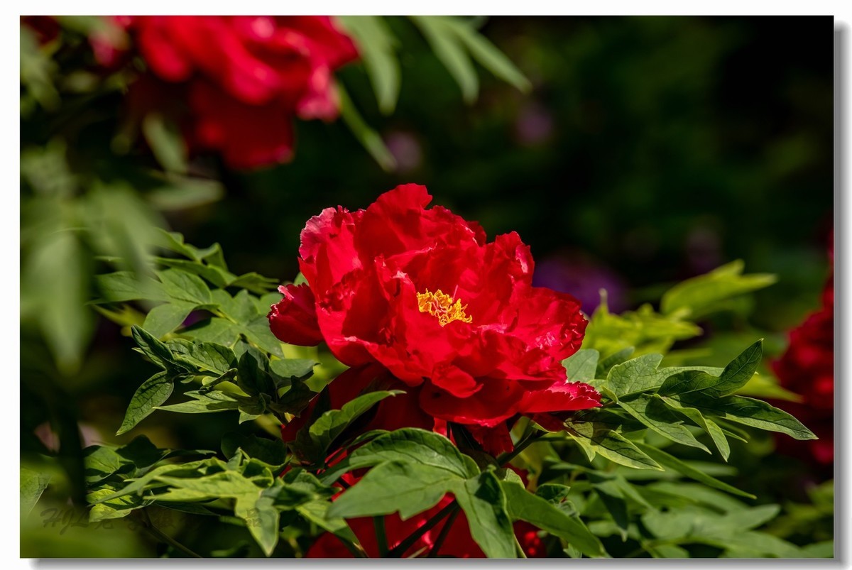 景山牡丹太美了！花开时节动京城！
