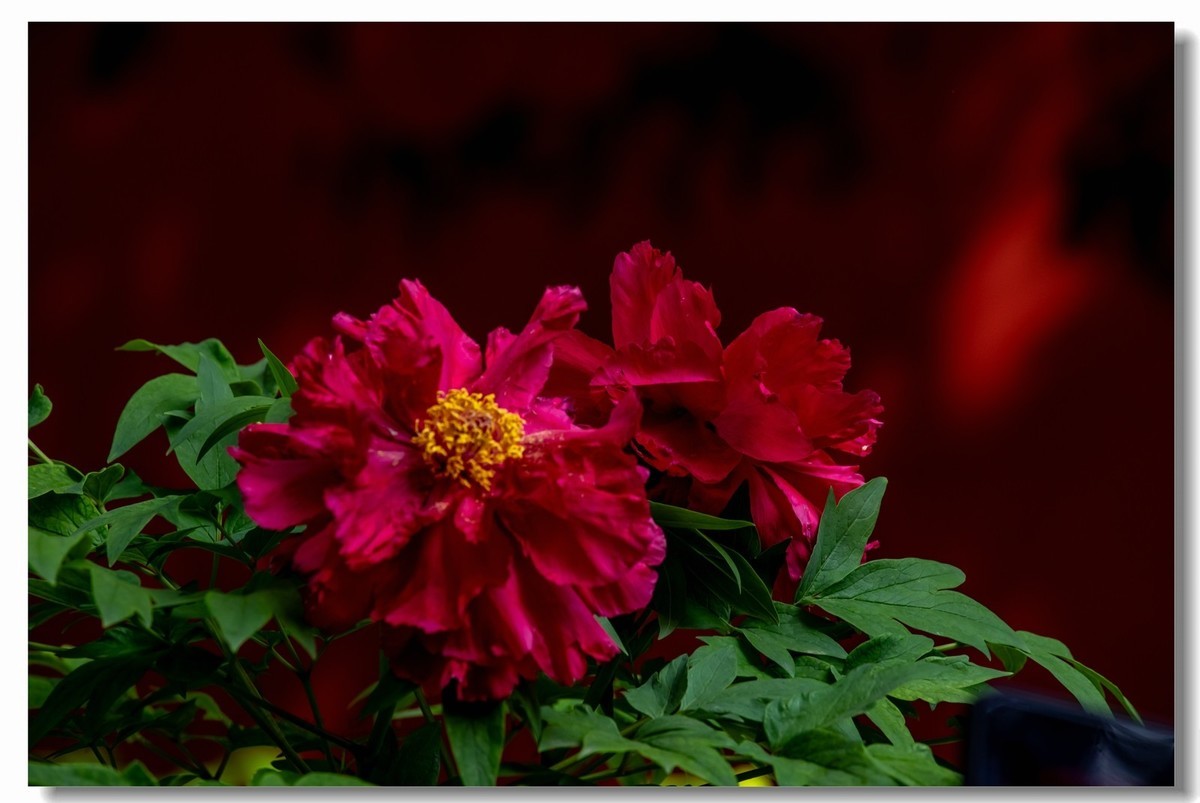 景山牡丹太美了！花开时节动京城！