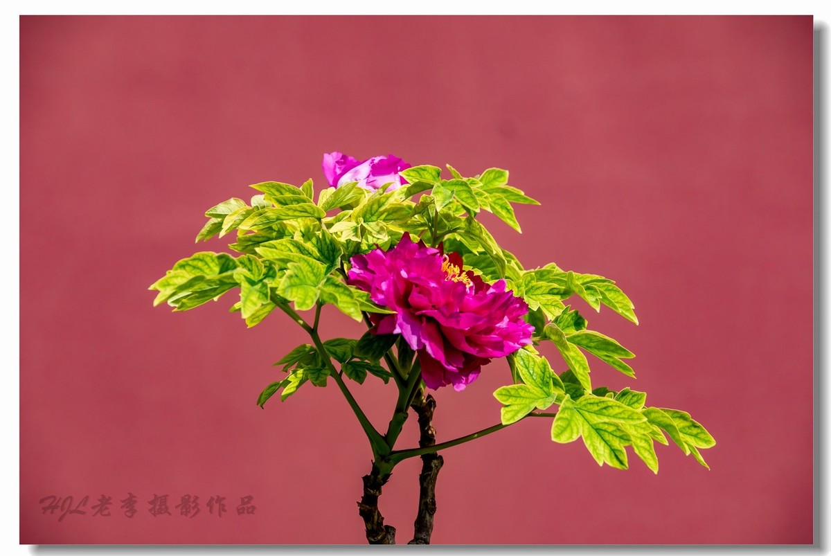 景山牡丹太美了！花开时节动京城！