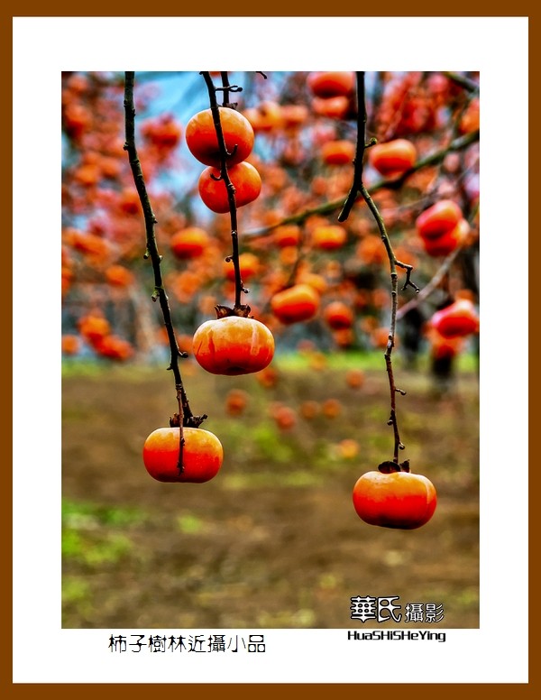 2021南行慢游（广西116）—柿子树林近摄小品（桂林市恭城县）