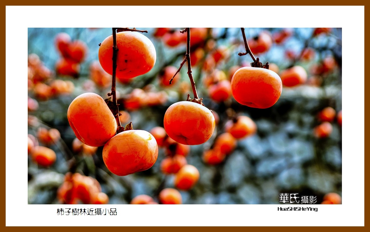 2021南行慢游（广西116）—柿子树林近摄小品（桂林市恭城县）