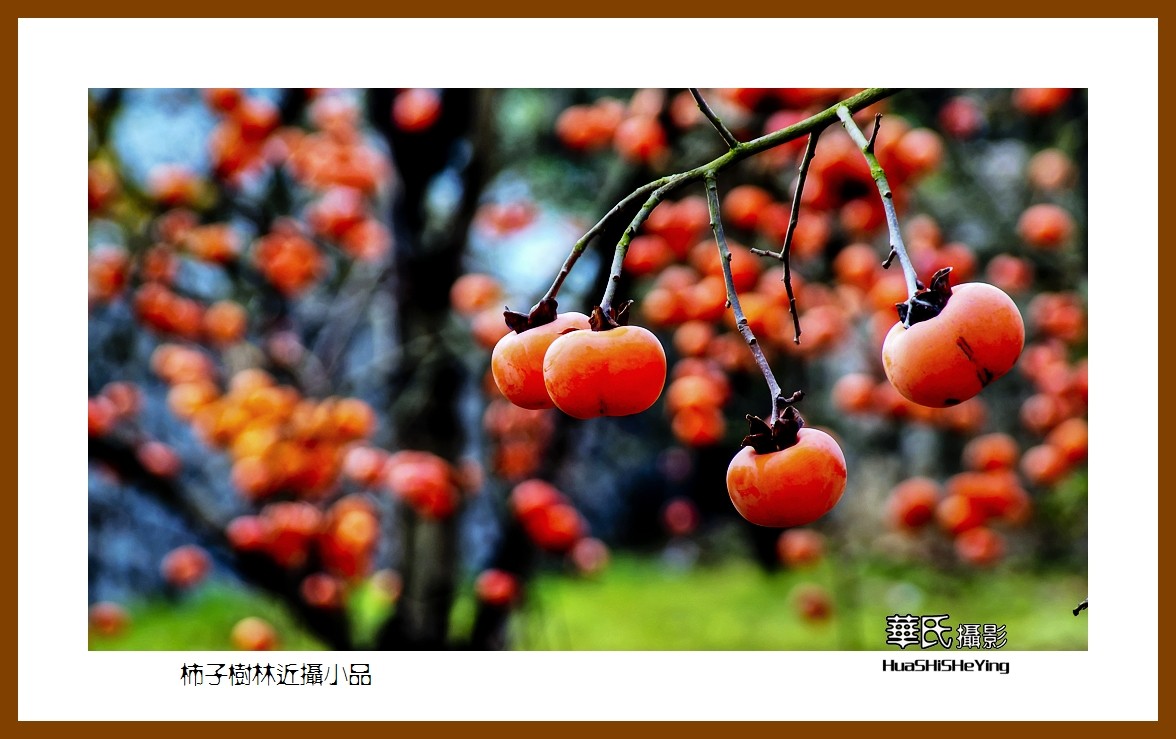 2021南行慢游（广西116）—柿子树林近摄小品（桂林市恭城县）