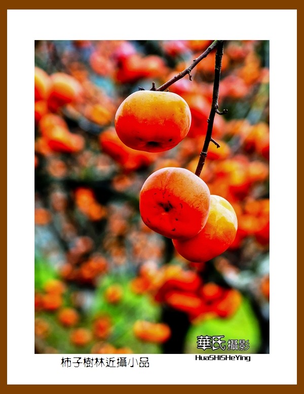 2021南行慢游（广西116）—柿子树林近摄小品（桂林市恭城县）