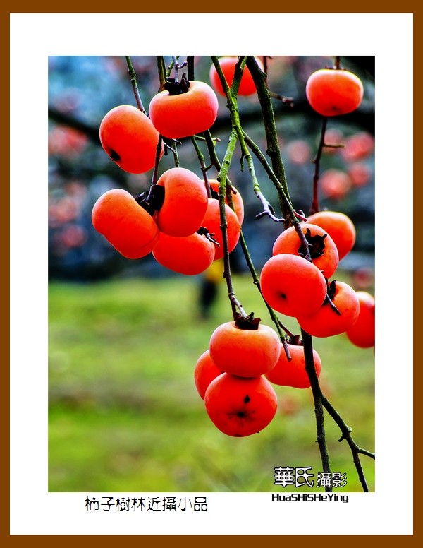 2021南行慢游（广西116）—柿子树林近摄小品（桂林市恭城县）