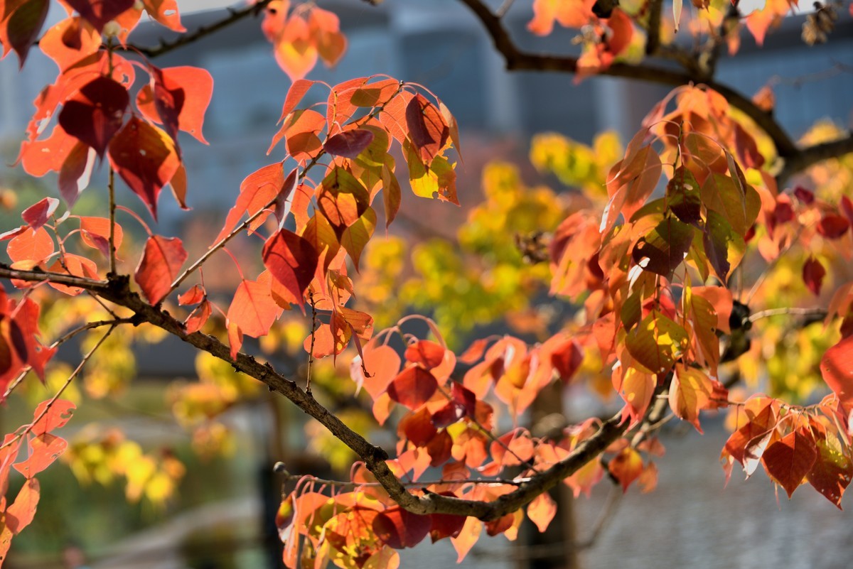 兴隆湖湿地公园【5】