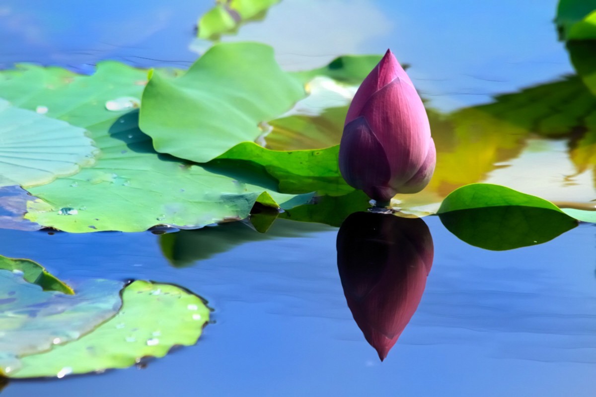 水映荷花别样美