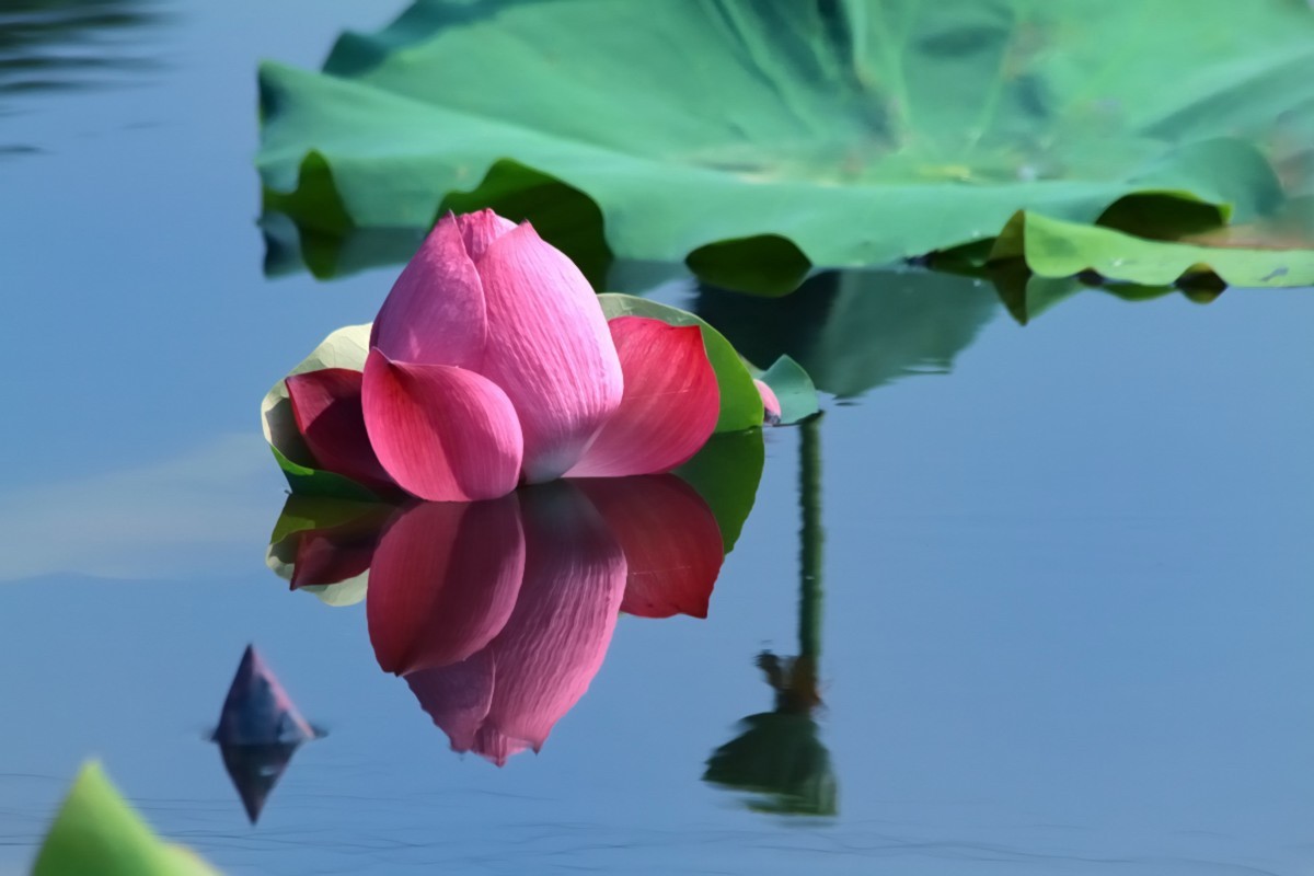 水映荷花别样美