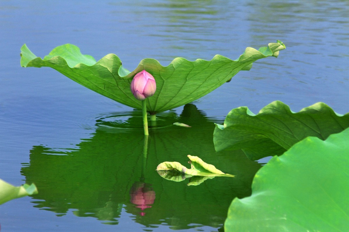 水映荷花别样美
