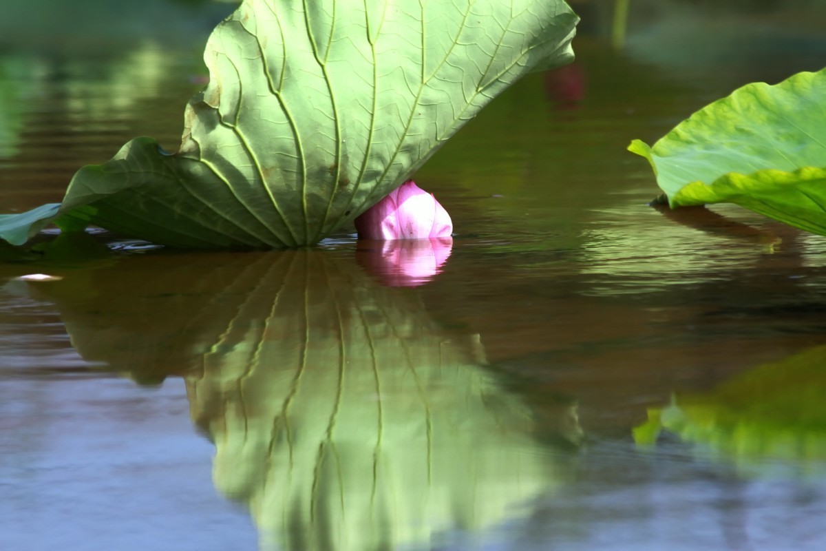 水映荷花别样美