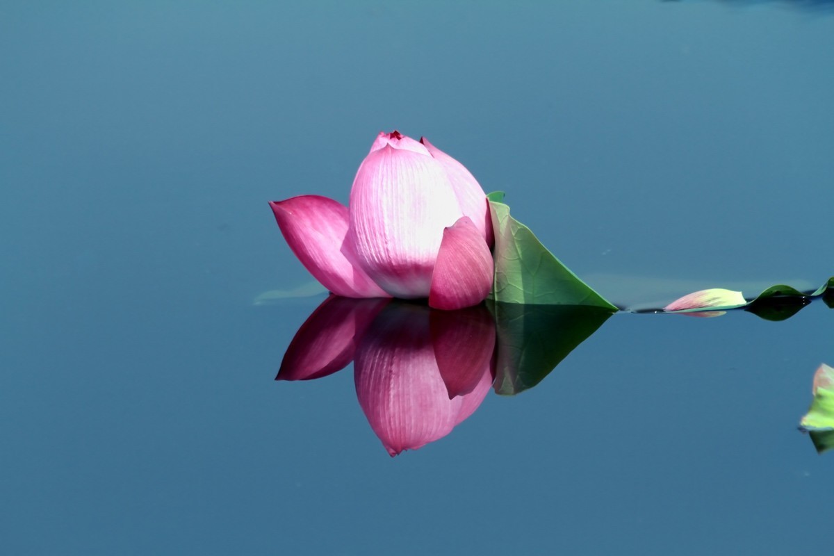 水映荷花别样美