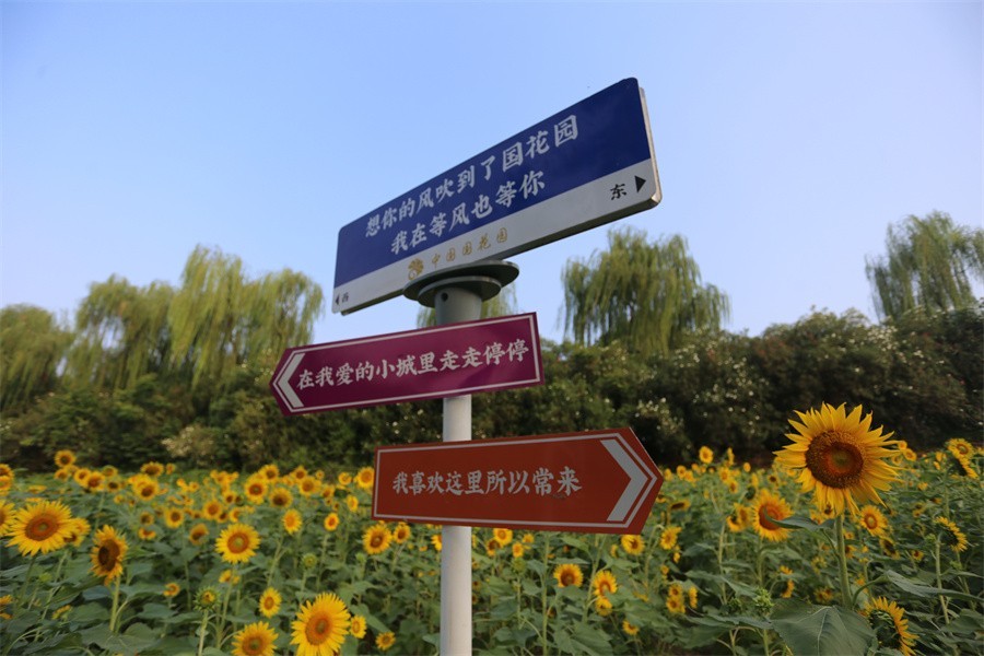 快闪洛阳国花园的向日葵