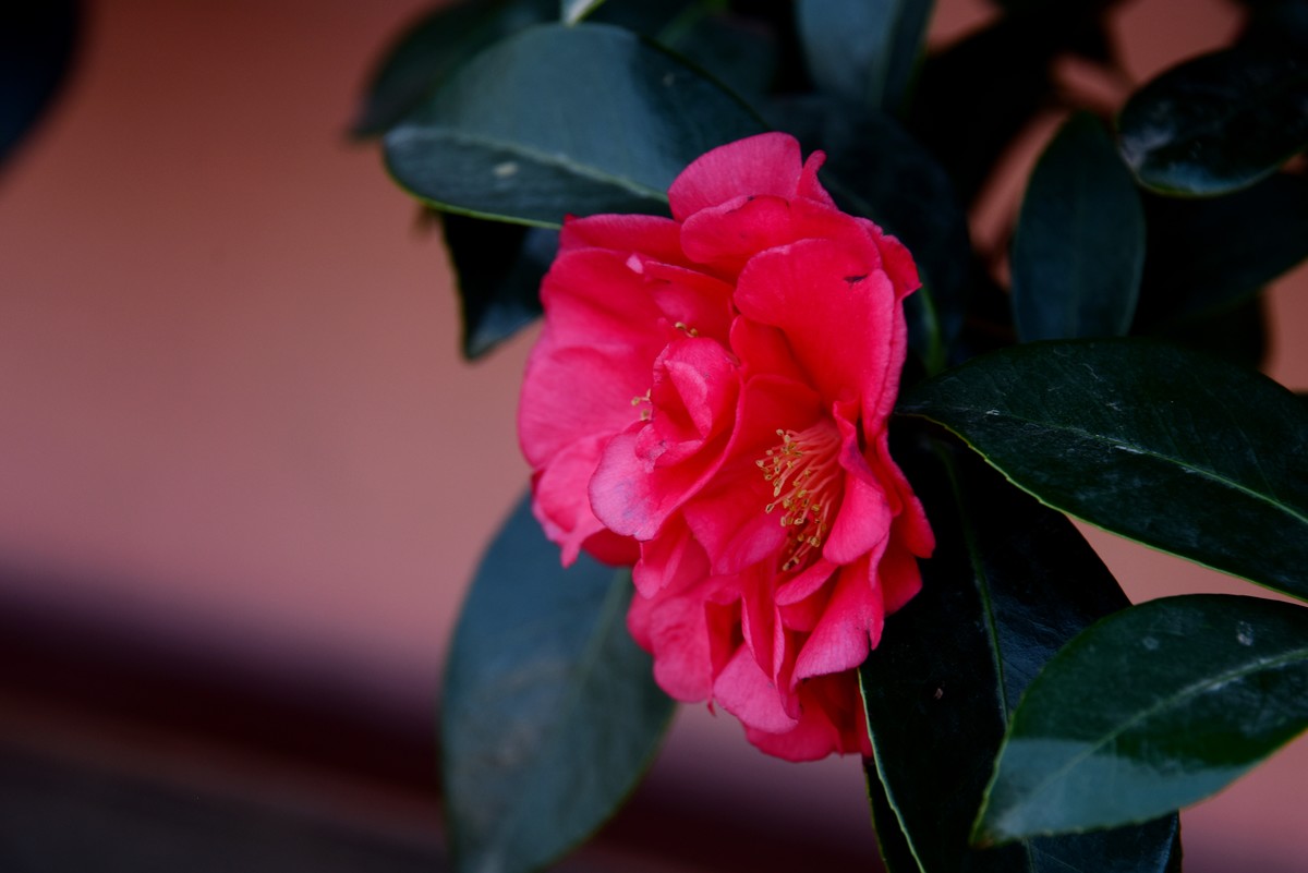 喜迊国庆   鲜花祝福