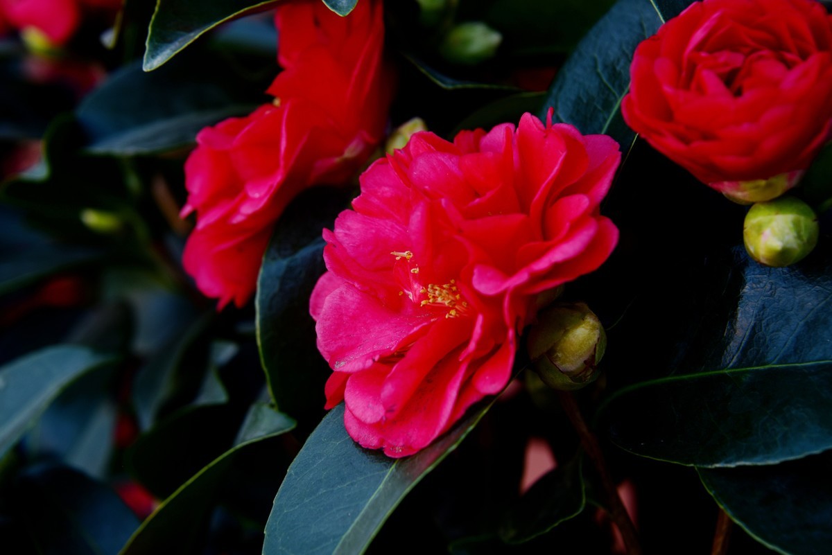 喜迊国庆   鲜花祝福