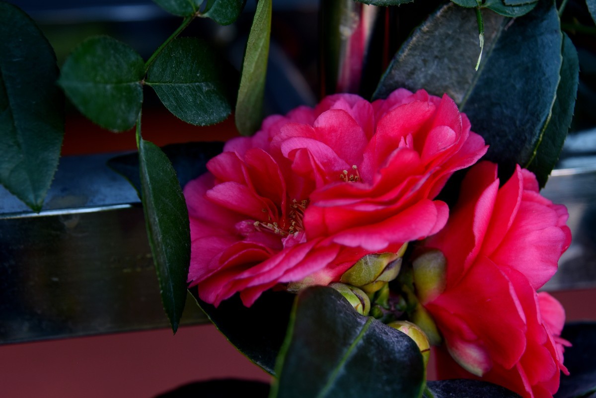 喜迊国庆   鲜花祝福