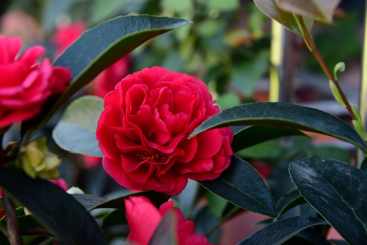 喜迊国庆   鲜花祝福