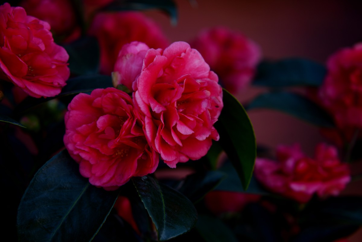 喜迊国庆   鲜花祝福