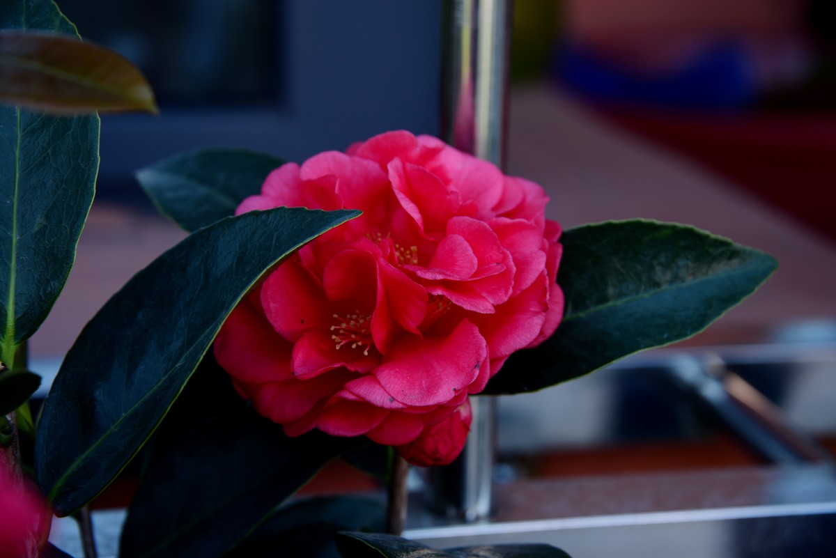 喜迊国庆   鲜花祝福