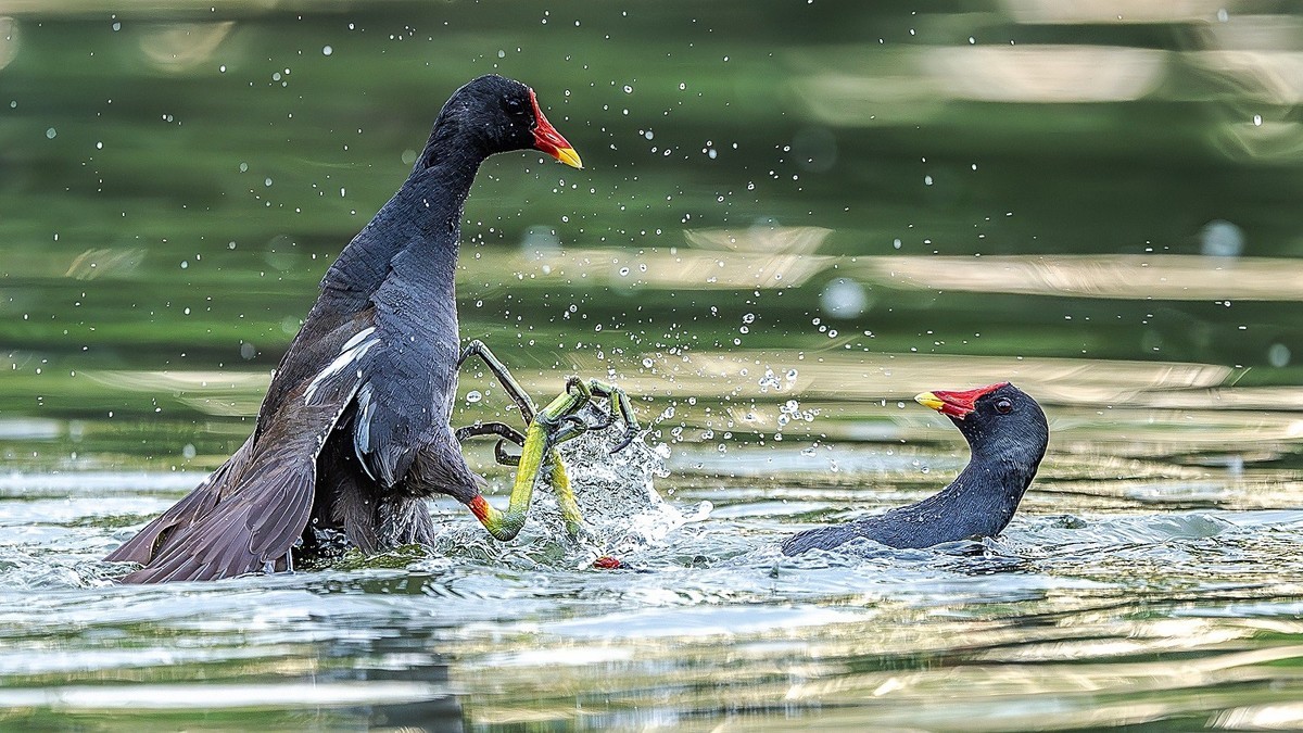 狭路相逢勇者胜