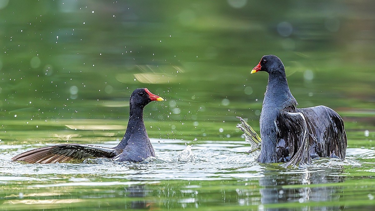 狭路相逢勇者胜