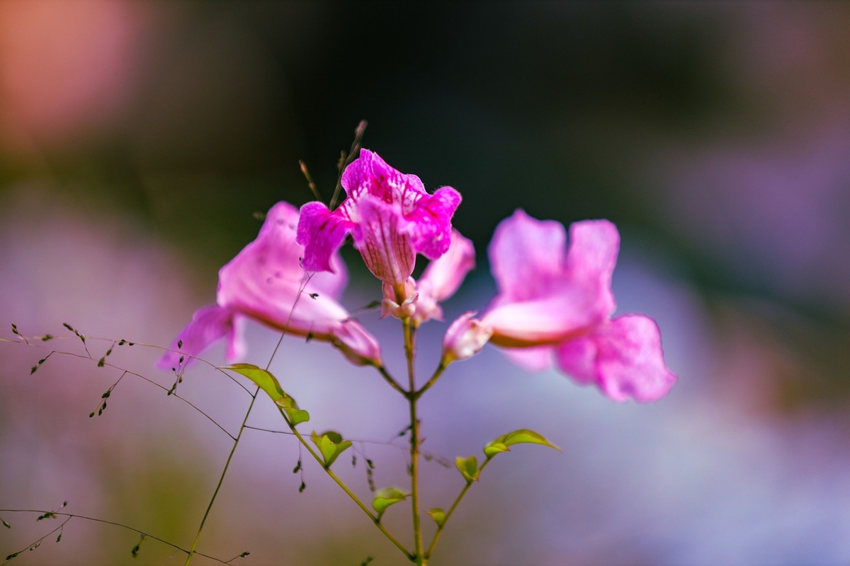 非州凌霄花