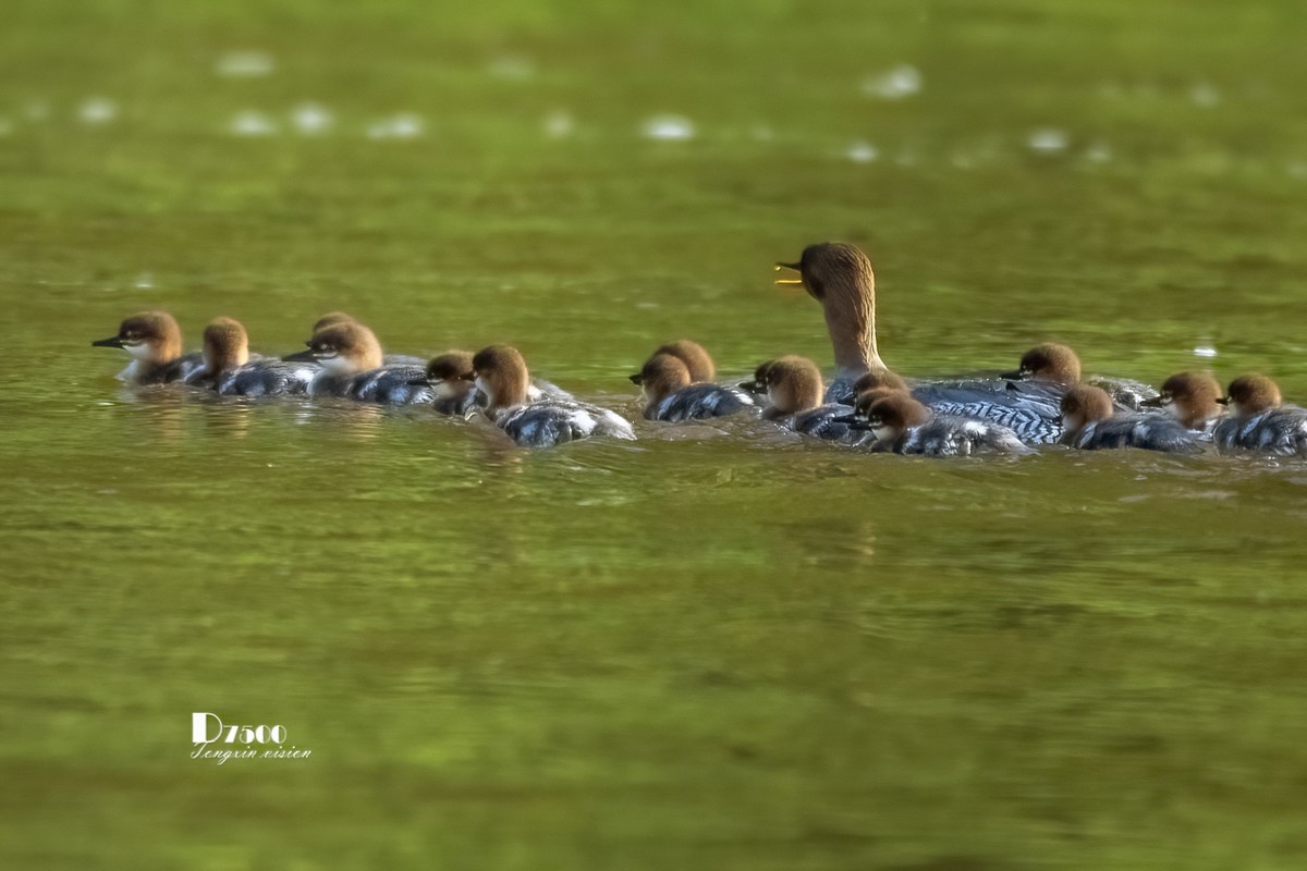 中华秋沙鸭（7）