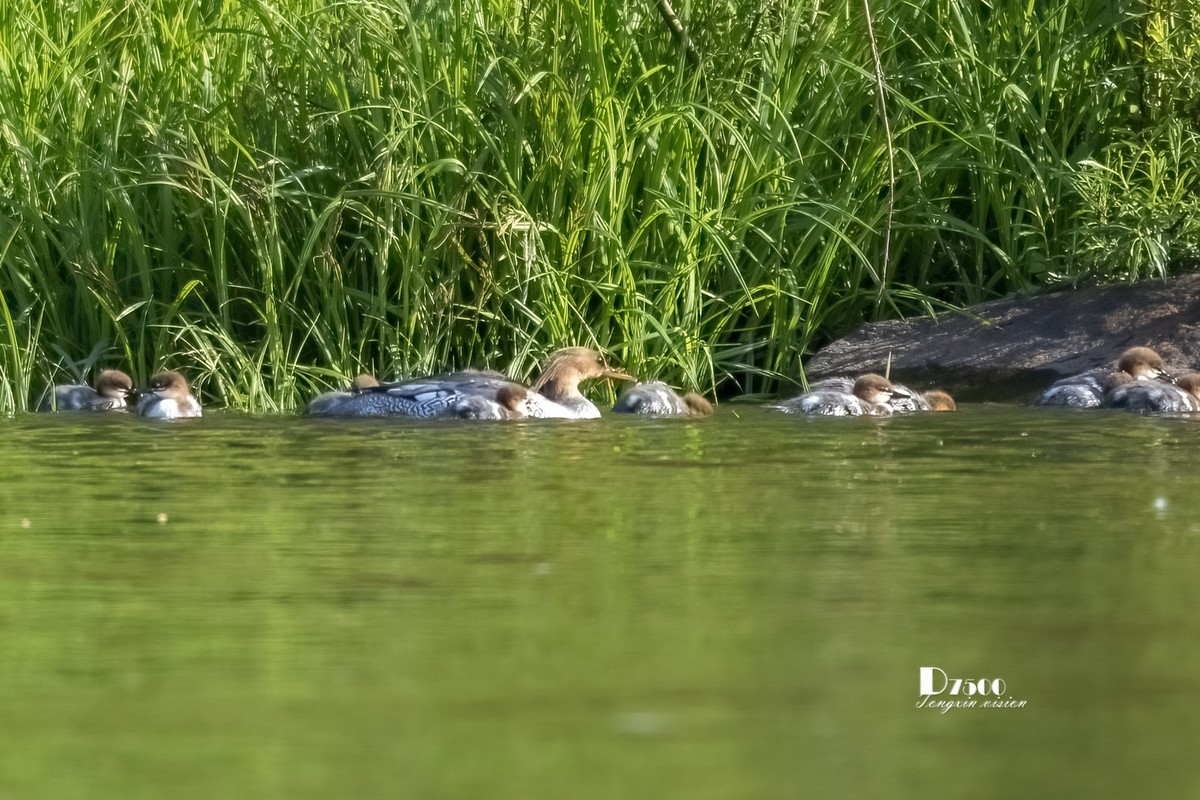 中华秋沙鸭（7）