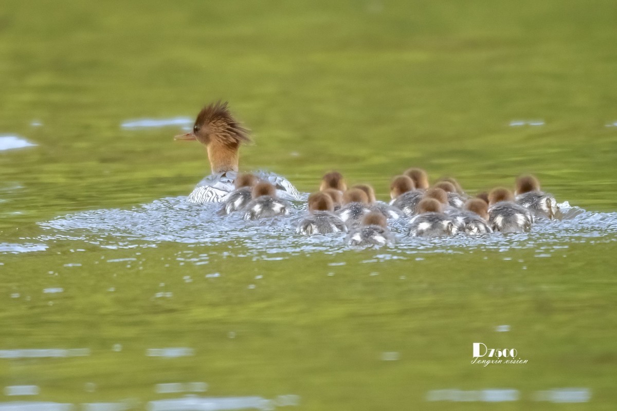 中华秋沙鸭（7）