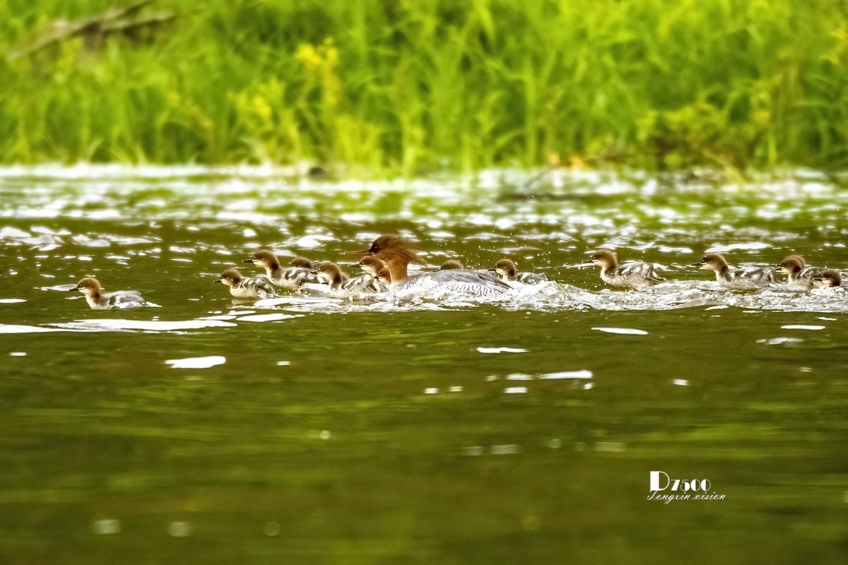 中华秋沙鸭（7）