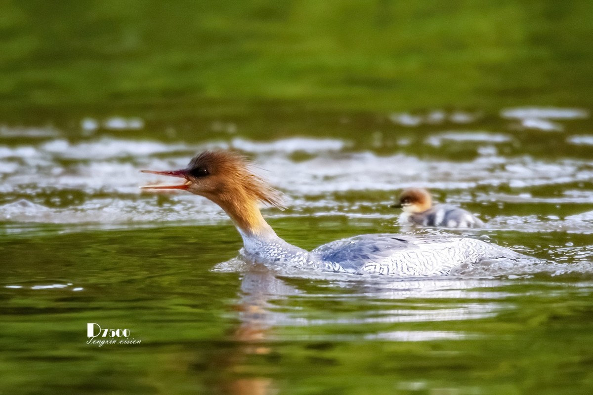 中华秋沙鸭（7）
