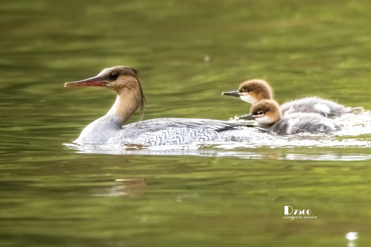 中华秋沙鸭（7）