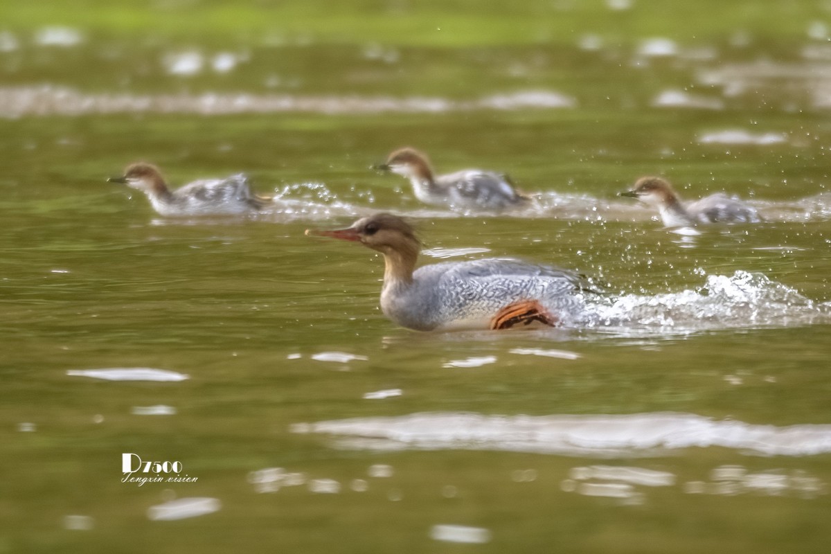 中华秋沙鸭（7）