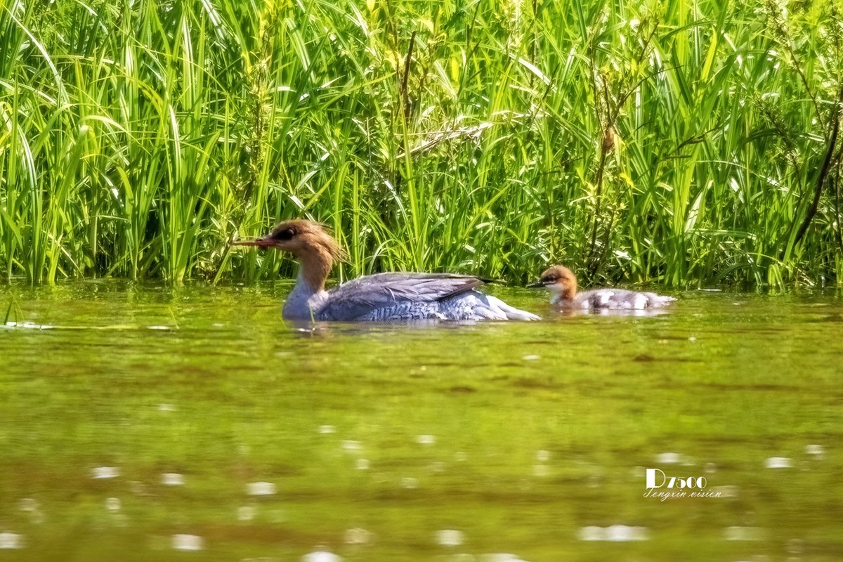 中华秋沙鸭（7）