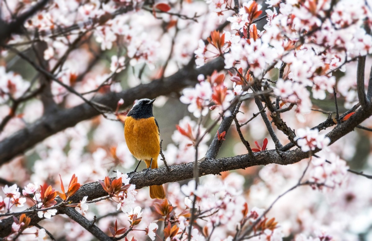 北红尾鸲（四）