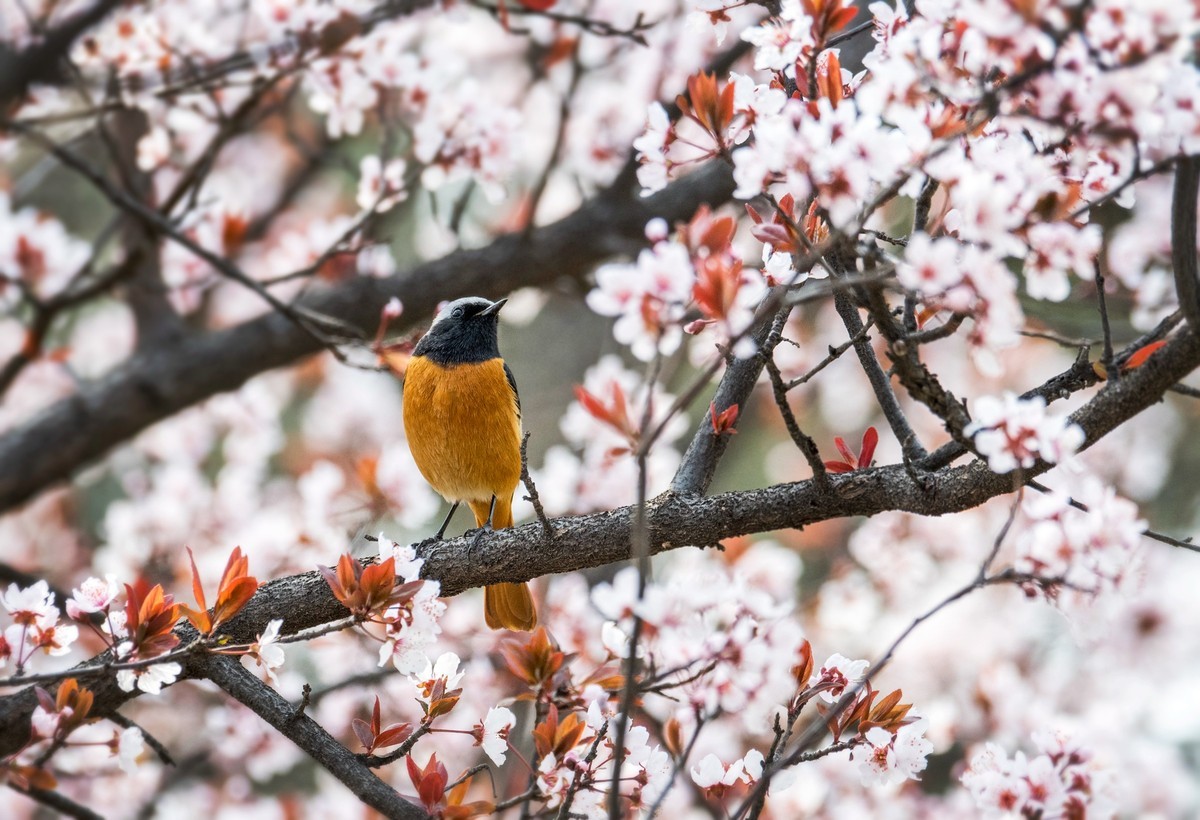北红尾鸲（四）