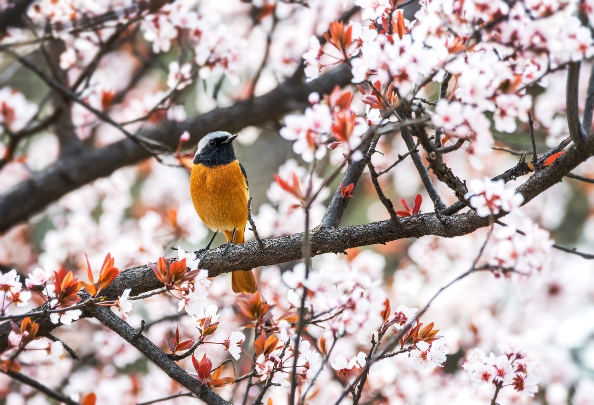 北红尾鸲（四）