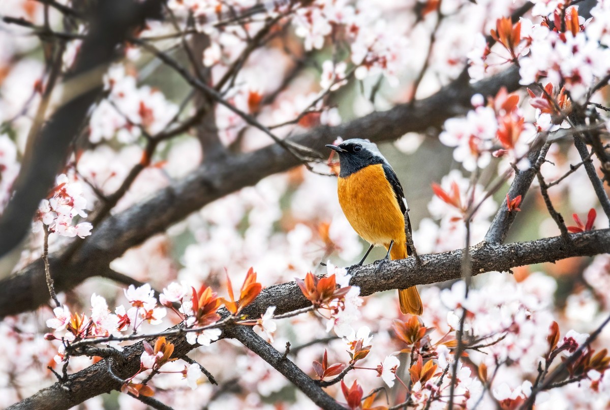 北红尾鸲（四）
