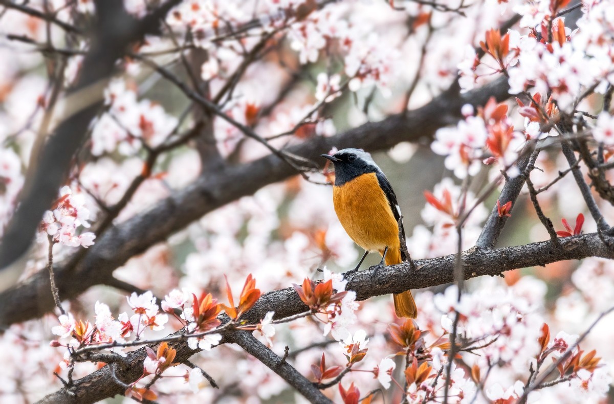 北红尾鸲（四）