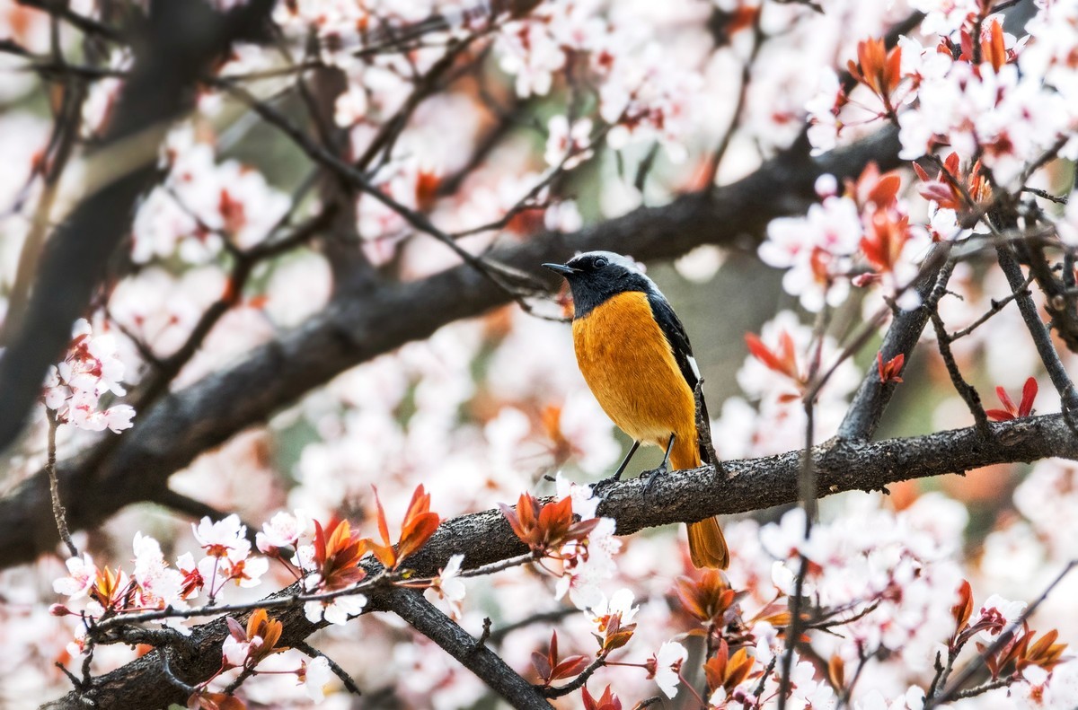 北红尾鸲（四）